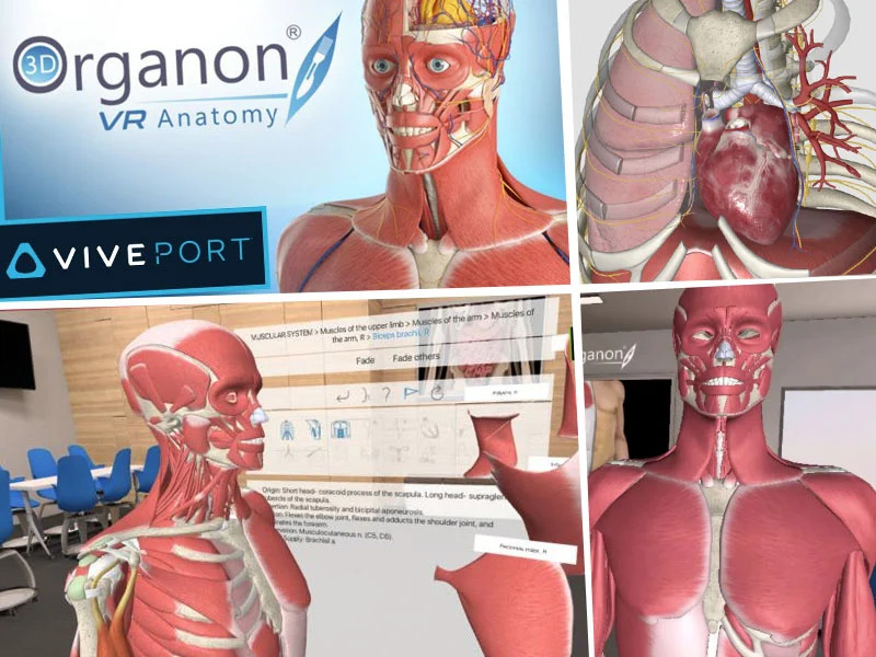 3d organon Portfolio